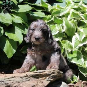 Marshal, Irish Doodle Puppy